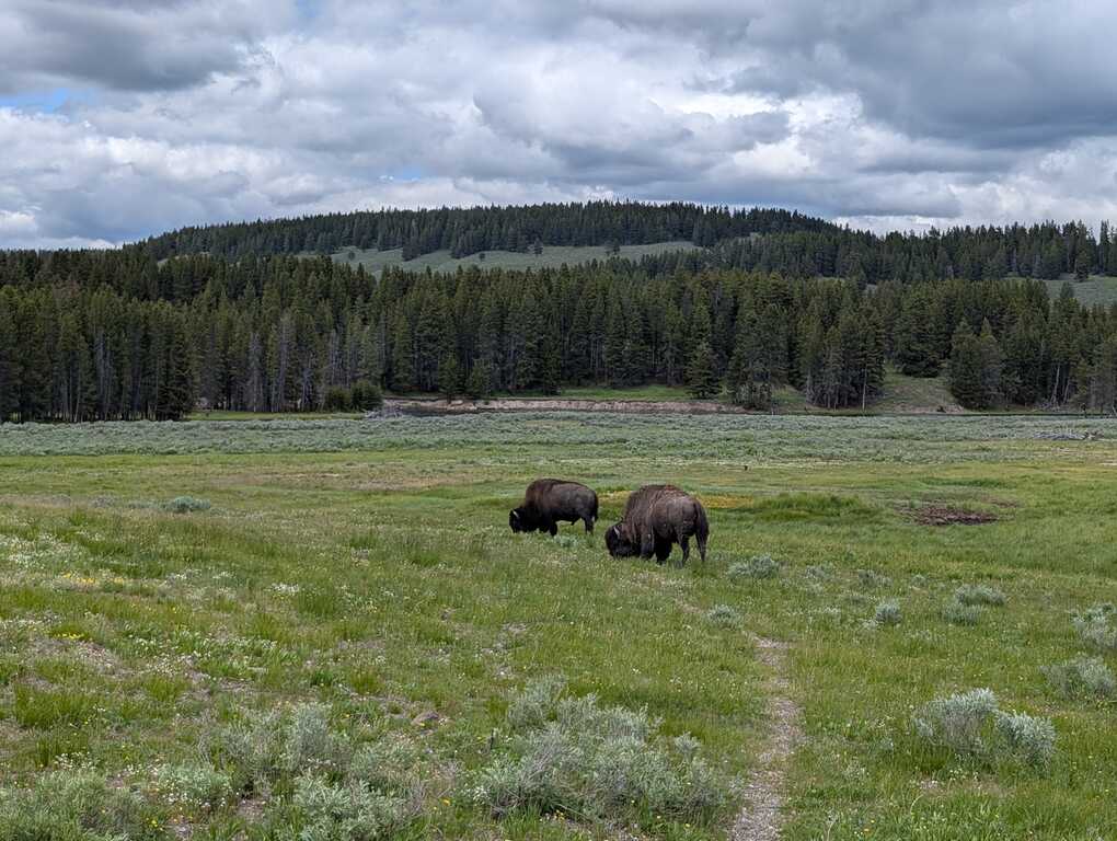 Wild Bison