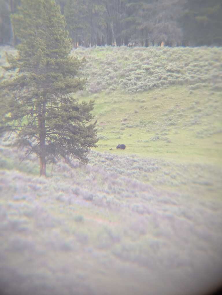 Grizzly Bear