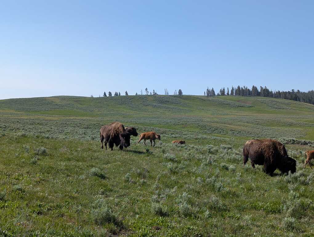 Wild Bison