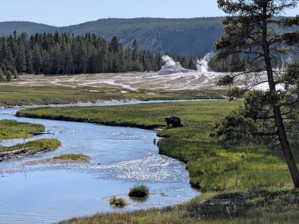 Bison with Castle Geyser in the Background