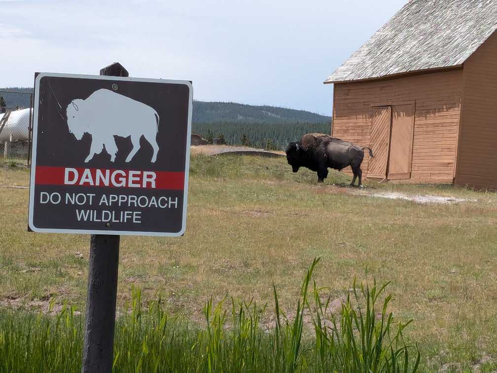 Danger Bison